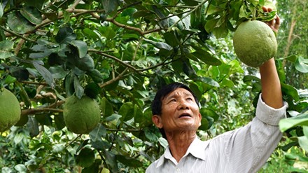 Description: Ông Lương Tuyển trong vườn bưởi da xanh ở trang trại của ông.